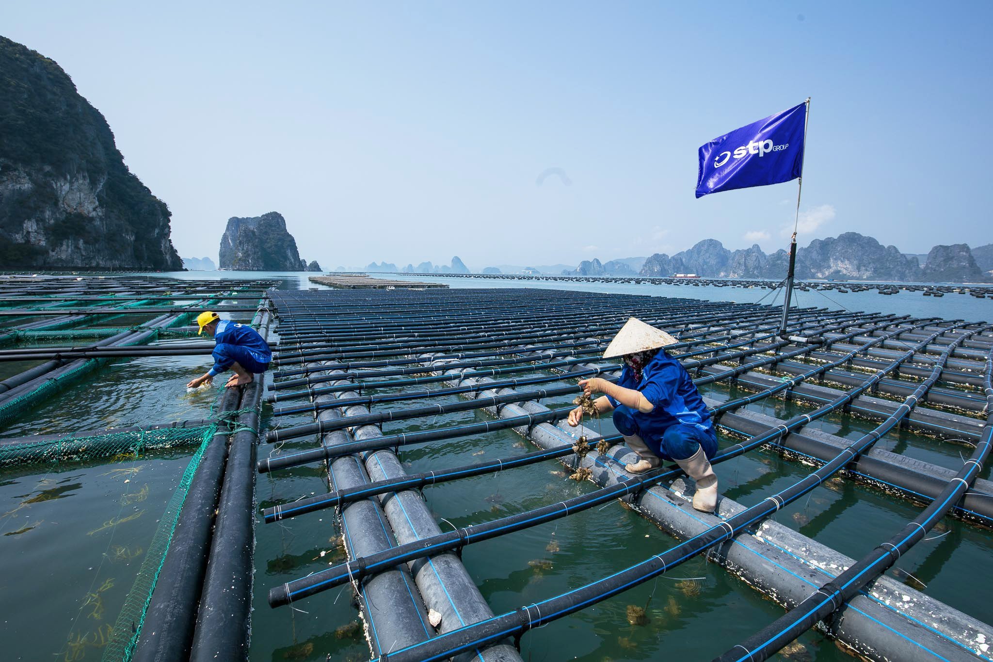 Rong sụn là sản phẩm nuôi biển mới ở Quảng Ninh