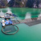 STP Group đồng hành cùng thủy sản Việt hội nhập quốc tế