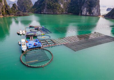 STP Group đồng hành cùng thủy sản Việt hội nhập quốc tế