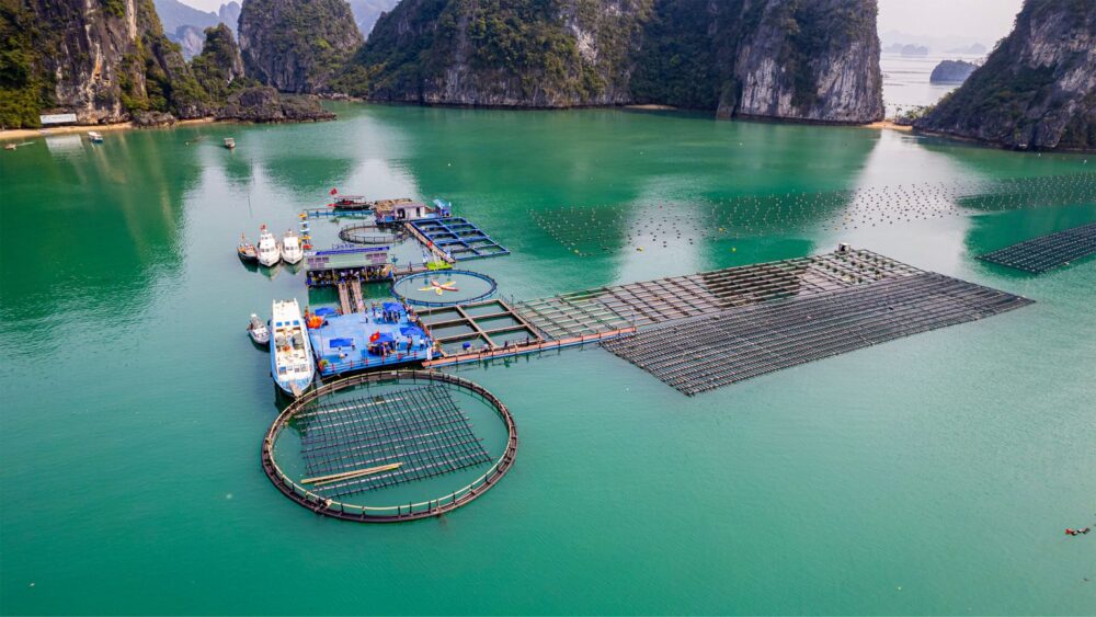 STP Group đồng hành cùng thủy sản Việt hội nhập quốc tế