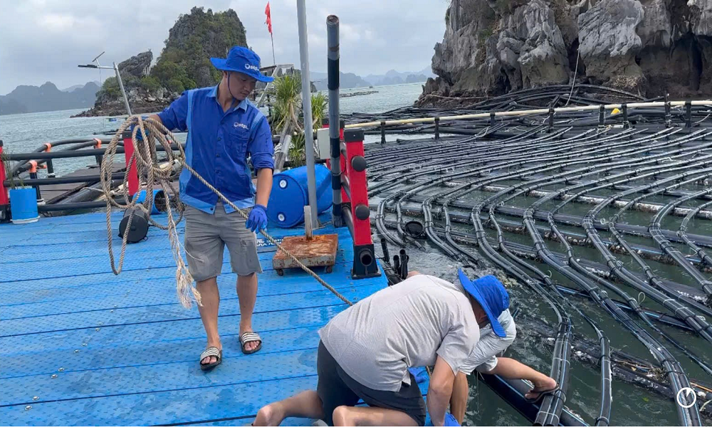 Lồng HDPE được tìm thấy sau bão Yagi