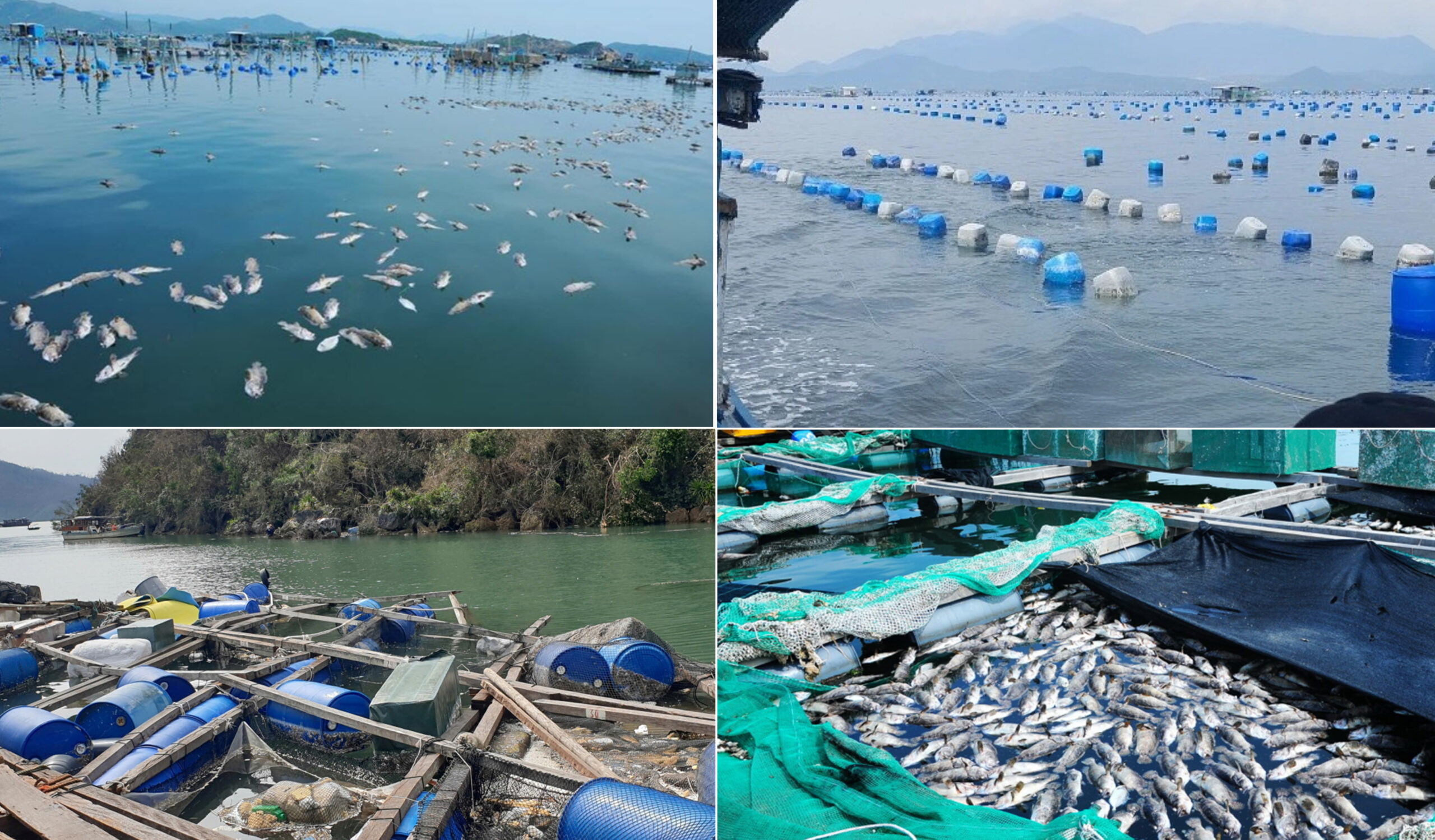 Thiệt hại nuôi thủy hải sản xa bờ