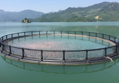STP chống bão số 3 Wipha