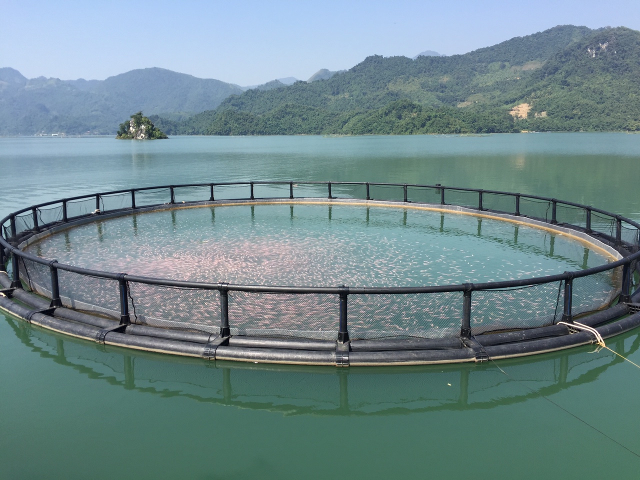Lồng tròn nuôi cá tại Quảng Ninh