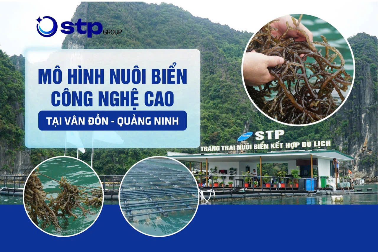 Mô hình tại Vân Đồn - Quảng Ninh
