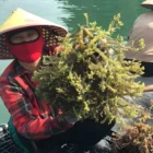 DFCD to promote the sustainable seaweed supply chain with STP in Vietnam