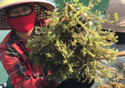 DFCD to promote the sustainable seaweed supply chain with STP in Vietnam