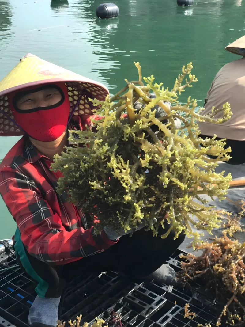 DFCD to promote the sustainable seaweed supply chain with STP in Vietnam