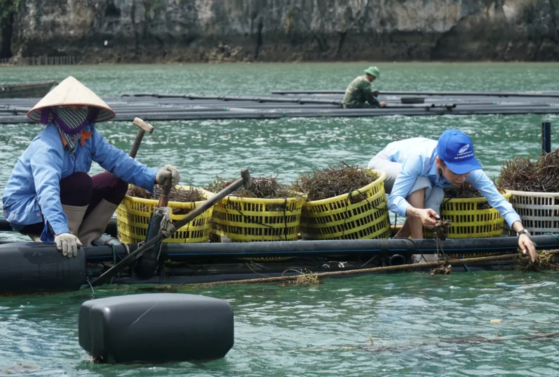 DFCD to promote the sustainable seaweed supply chain with STP in Vietnam